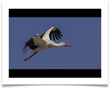 Stork in flight  - Carol Sparkes